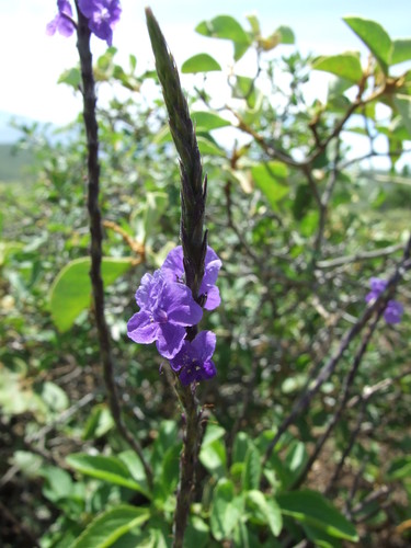 Stachytarpheta steyermarkii