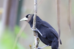 Amblycercus holosericeus