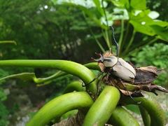 Dicronocephalus adamsi