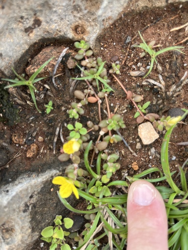 Portulaca quadrifida observed 2026-10-10