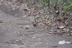 Arremonops chloronotus