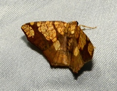 Nematocampa completa