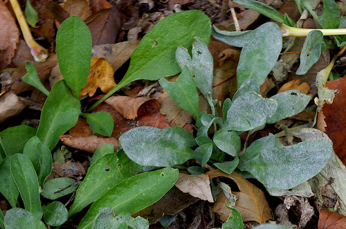Erysiphe cruciferarum observed 2026-10-10