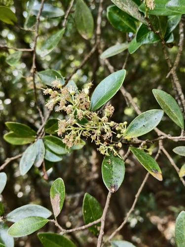 Scolopia oldhamii observed 2026-10-10