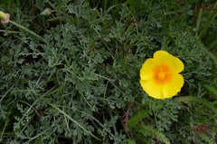 Eschscholzia californica californica