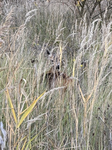 Western Roe Deer