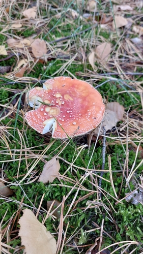 Fly Agaric