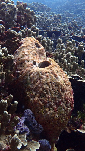Melophlus sarasinorum observed 2026-10-10