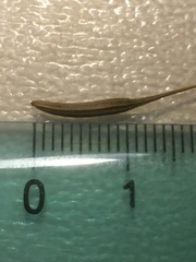 Tragopogon eriospermus