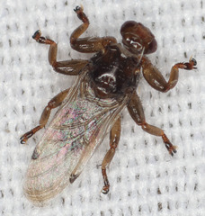 Lipoptena depressa