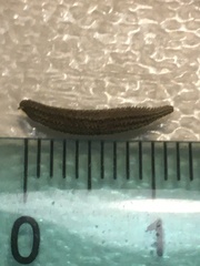 Tragopogon eriospermus