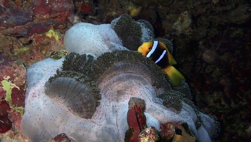 Amphiprion chrysopterus observed 2026-10-10