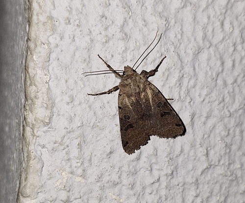 Brown-spot Pinion
