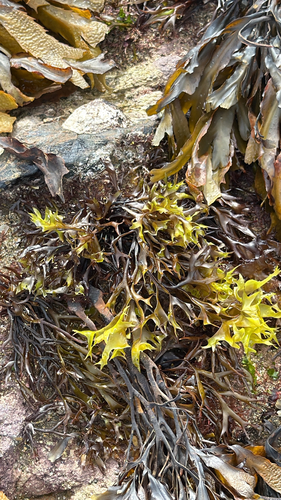 Mastocarpus stellatus observed 2026-10-10