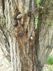 Dicronocephalus adamsi