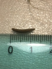 Tragopogon eriospermus