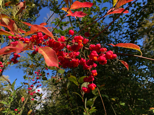 Spindle