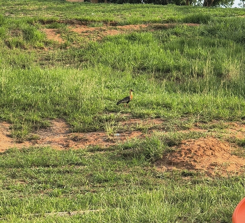 Buff-necked Ibis