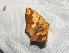 Nematocampa completa