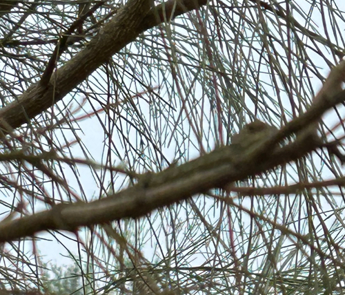 Common Chameleon