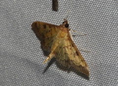 Nomophilini
