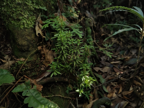 Huperzia serrata observed 2026-10-10