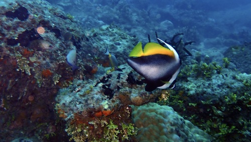 Heniochus singularius observed 2026-10-10