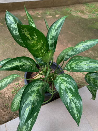 Aglaonema observed 2026-10-05
