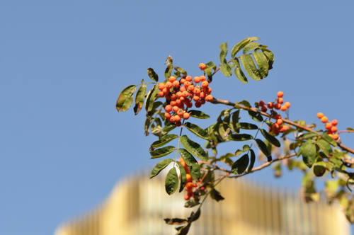 European mountain ash