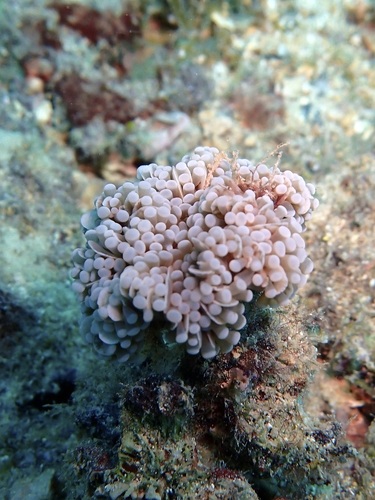 Euphyllia observed 2026-10-10