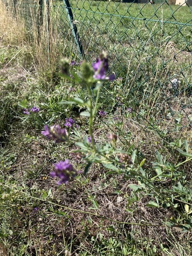 Alfalfa