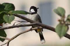 White-Eared Bulbul photo 3