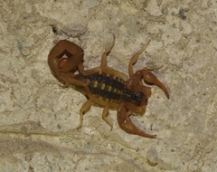 Centruroides baldazoi