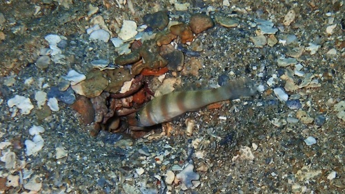 Amblyeleotris steinitzi observed 2026-10-10