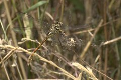 Aphylla angustifolia