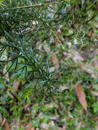 Dracaena angustifolia observed 2026-10-08