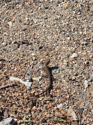 Meadow Lizard
