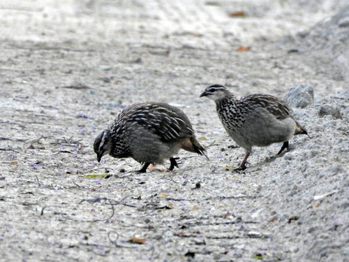 iNaturalist image