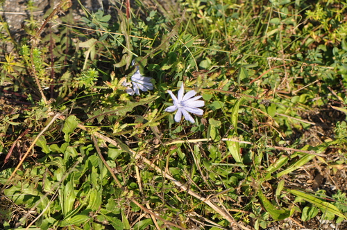 chicory