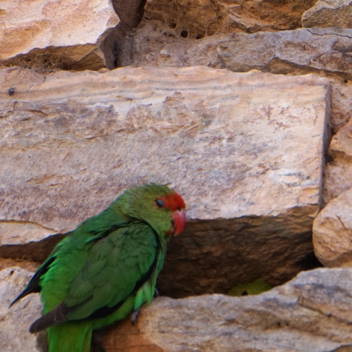 Black-winged Lovebird