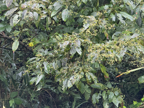 Clerodendrum cyrtophyllum observed 2026-10-10