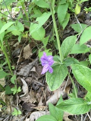 Ruellia purshiana