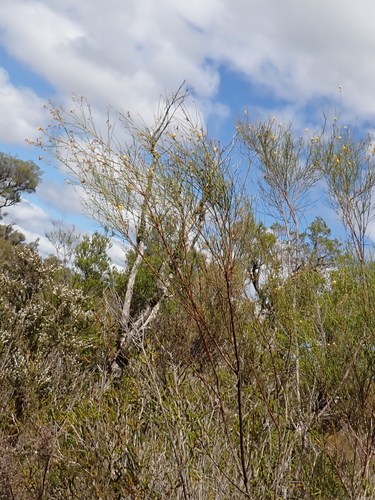 Acacia extensa observed 2026-10-04