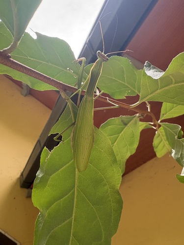 European Mantis