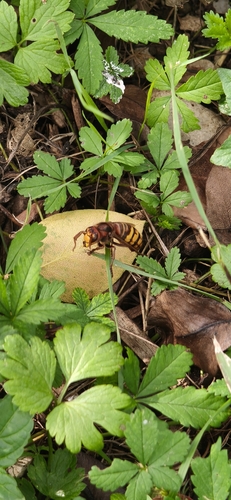 European Hornet