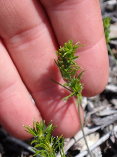 Desmocladus fasciculatus observed 2026-10-04