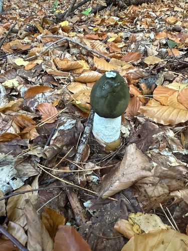 common stinkhorn