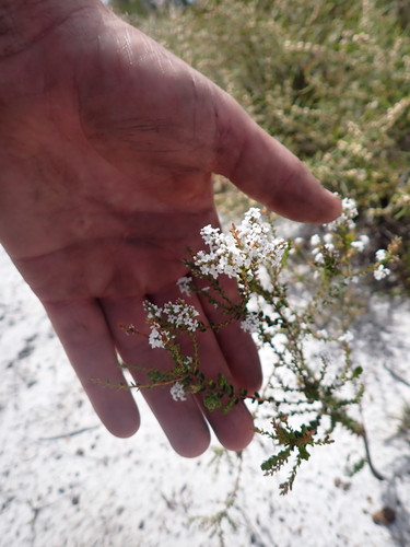 Leucopogon glabellus observed 2026-10-04