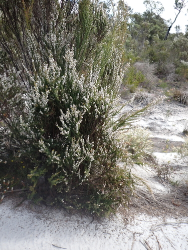 Taxandria parviceps, 2026-10-04