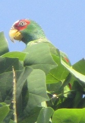 Amazona albifrons